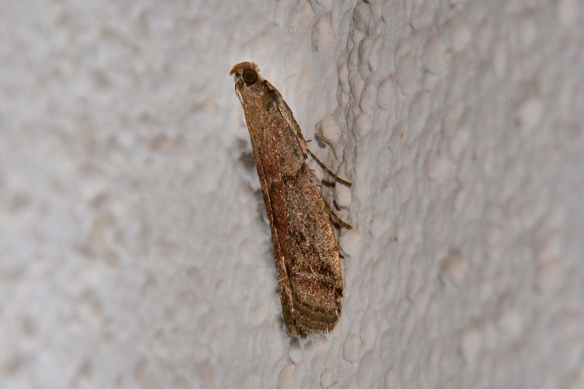 Pyralidae? S: Ephestia unicolorella  (cfr)